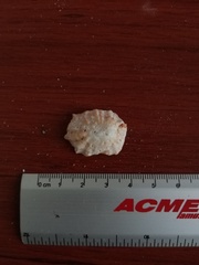 Crucibulum scutellatum