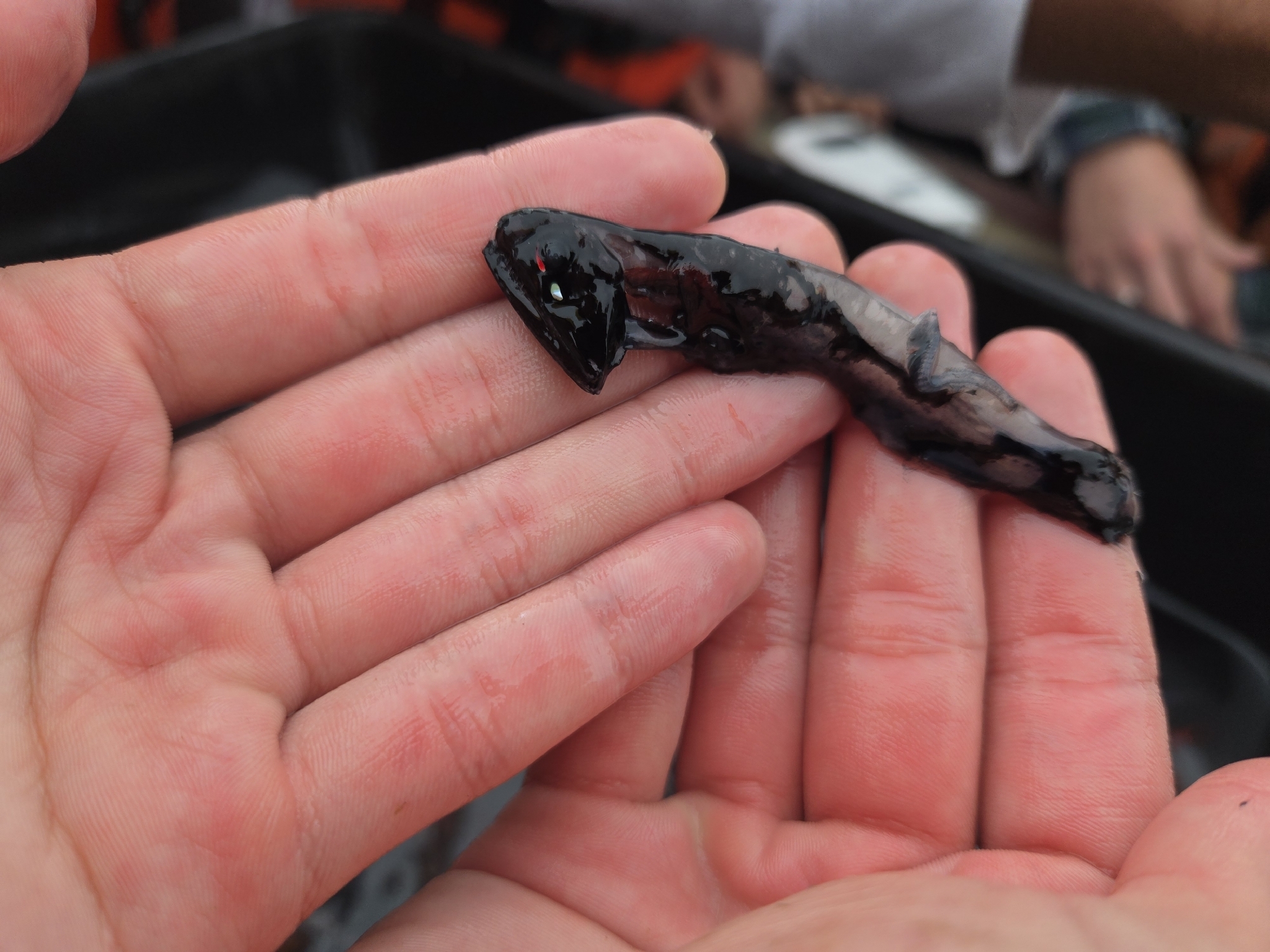 Shiny Loosejaw