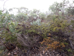 Eucalyptus × tetragona, photograph Em Lamond, CC BY, iNaturalist via GBIF