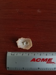 Crucibulum scutellatum