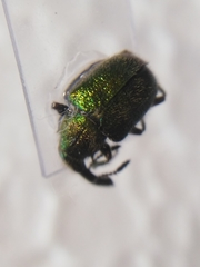 Rhynchitinae