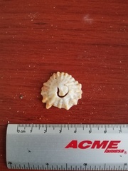 Crucibulum scutellatum