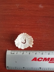 Crucibulum scutellatum