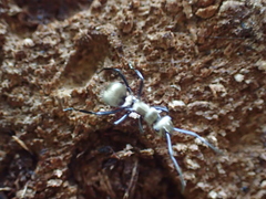 Polyrhachis cupreata