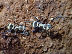 Polyrhachis cupreata