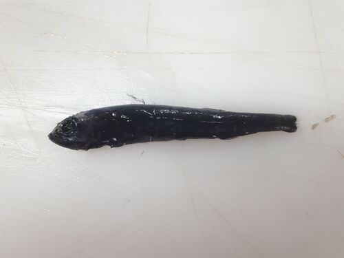 Bigeye Searsid