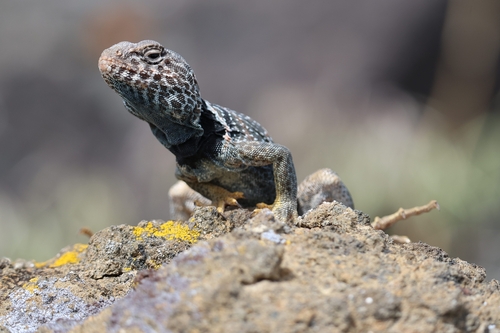 Great Basin Collared Lizard