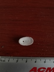 Fissurellidea