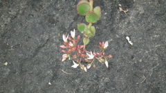 Crassula sarmentosa