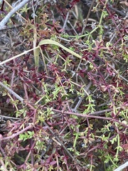 Galium nuttallii