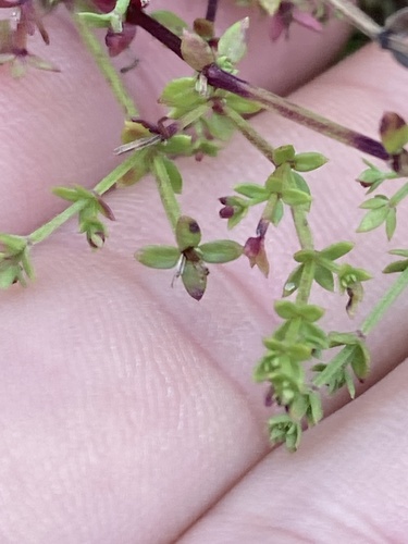 Galium nuttallii, photograph 2