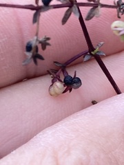 (c) Adam J. Searcy, some rights reserved (CC BY) Galium nuttallii, photograph (c) Adam J. Searcy, some rights reserved (CC BY)