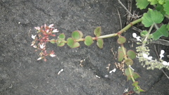 Crassula sarmentosa