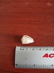 Conus nux