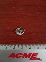 Crepipatella lingulata