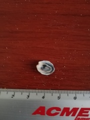 Crepipatella lingulata