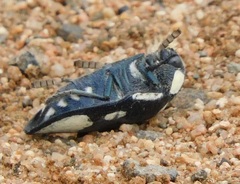 Sternocera orissa orissa
