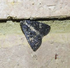 Condica dolorosa