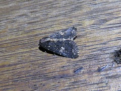 Condica dolorosa