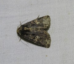 Condica dolorosa