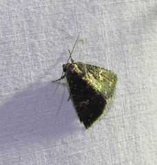Condica dolorosa