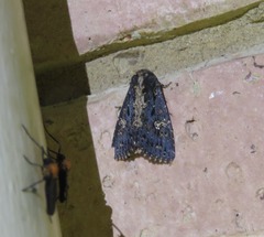 Condica dolorosa
