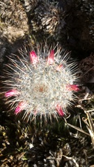 Mammillaria haageana san-angelensis