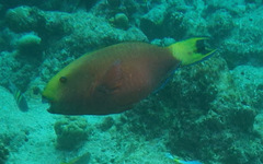 Chlorurus strongylocephalus