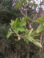 Sambucus nigra