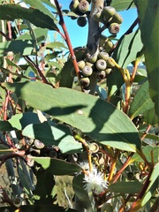Eucalyptus gregsoniana