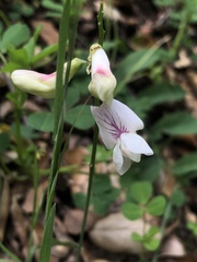 Lathyrus vestitus var. ochropetalus
