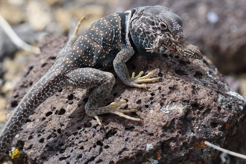 Desert Collared Lizard, Idaho, US, photo 8 of 10