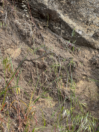 iNaturalist observation photo of Striped Racer