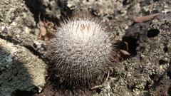 Mammillaria haageana san-angelensis