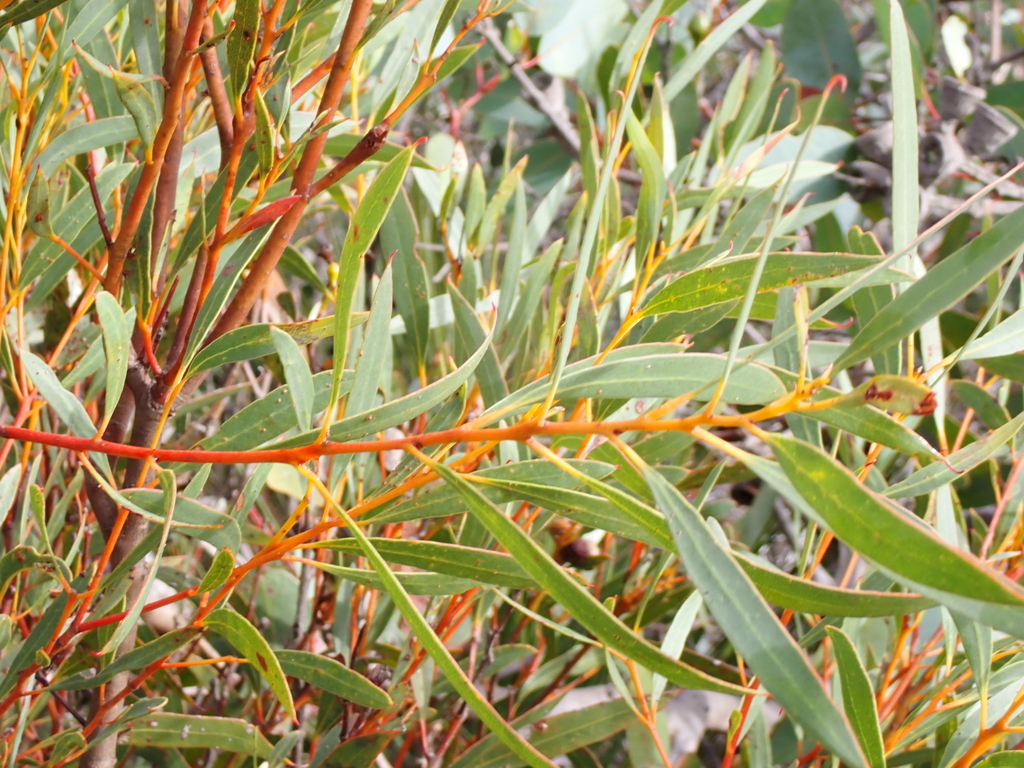 Eucalyptus pachyloma 2