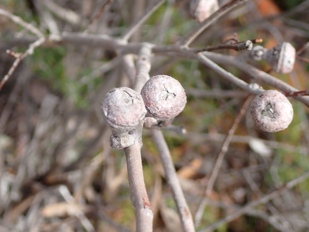 Eucalyptus pachyloma 3