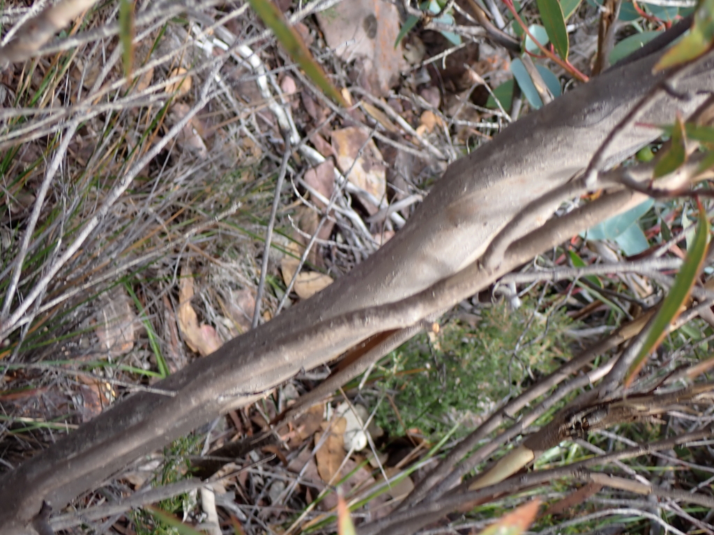 Eucalyptus pachyloma 4