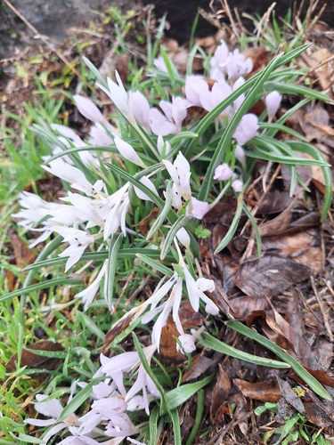 Colchicum hungaricum