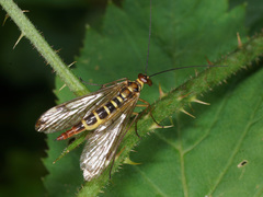 Panorpa cognata