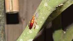 Drymaplaneta heydeniana