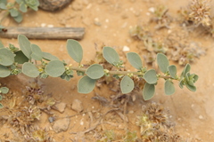 Andrachne telephioides, photograph (c) Chaym Turak, some rights reserved (CC BY-SA)