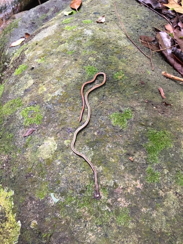 Nguyenvansang's Snake