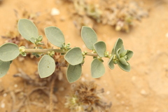 Andrachne telephioides, photograph (c) Chaym Turak, some rights reserved (CC BY-SA)