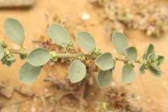 Andrachne telephioides, photograph (c) Chaym Turak, some rights reserved (CC BY-SA)