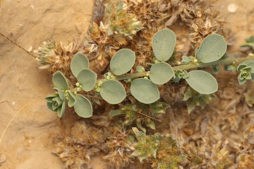 Andrachne telephioides, photograph 4