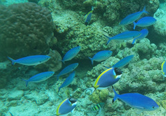 Caesio lunaris