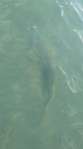 Glaucostegus typus