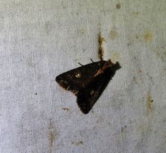 Condica praesecta