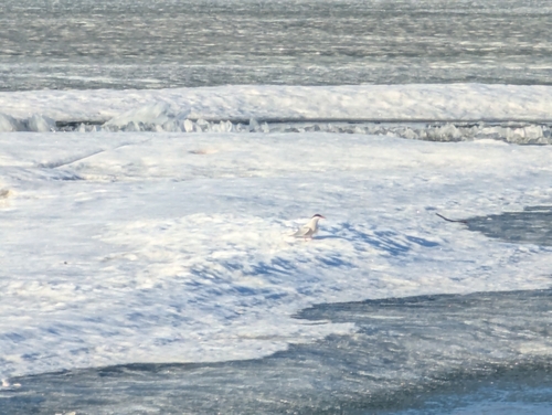 Arctic Tern (Sterna paradisaea)