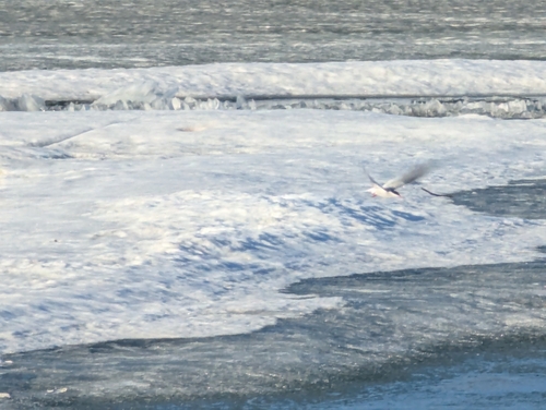 Arctic Tern (Sterna paradisaea), photo 2